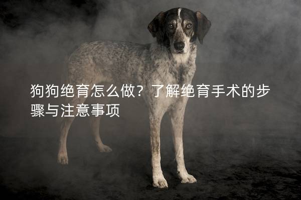 狗狗絕育怎么做？了解絕育手術的步驟與注意事項
