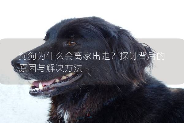 狗狗為什么會(huì)離家出走？探討背后的原因與解決方法