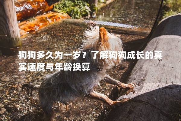 狗狗多久為一歲？了解狗狗成長的真實速度與年齡換算
