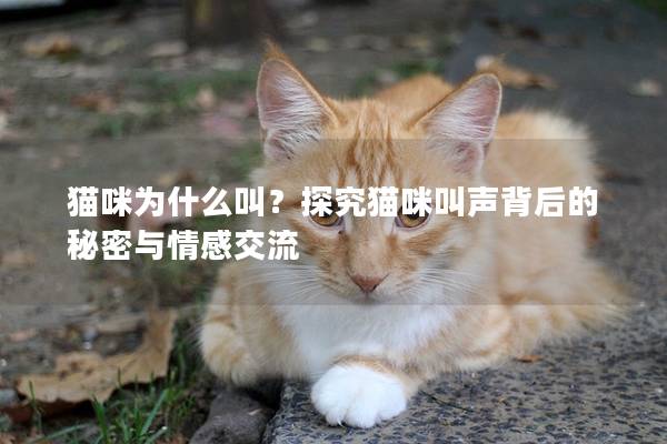 貓咪為什么叫？探究貓咪叫聲背后的秘密與情感交流