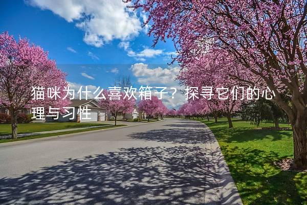 貓咪為什么喜歡箱子？探尋它們的心理與習性