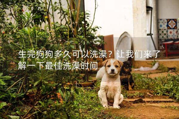 生完狗狗多久可以洗澡？讓我們來了解一下最佳洗澡時間