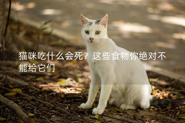 貓咪吃什么會死？這些食物你絕對不能給它們