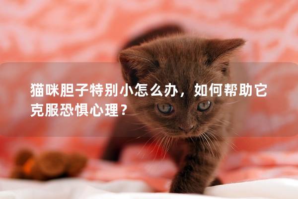貓咪膽子特別小怎么辦，如何幫助它克服恐懼心理？