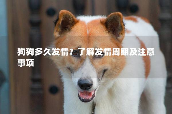 狗狗多久發情？了解發情周期及注意事項