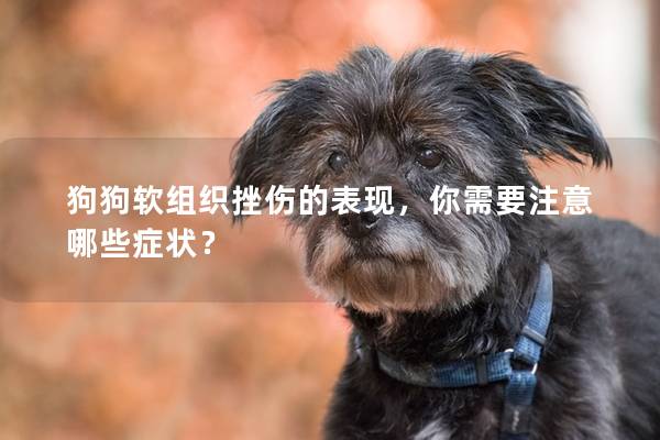 狗狗軟組織挫傷的表現(xiàn)，你需要注意哪些癥狀？