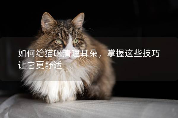 如何給貓咪清理耳朵，掌握這些技巧讓它更舒適