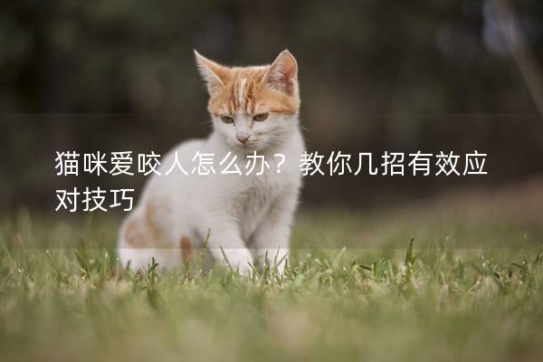 貓咪愛咬人怎么辦？教你幾招有效應對技巧
