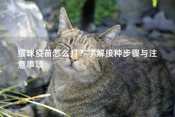 貓咪疫苗怎么打？了解接種步驟與注意事項(xiàng)