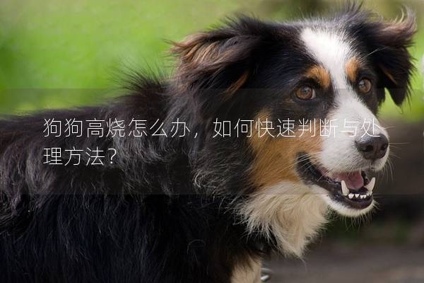 狗狗高燒怎么辦,如何快速判斷與處理方法? 狗狗高燒怎么辦,如何快速判斷與處理方法?