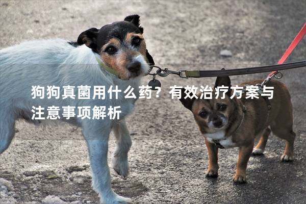 狗狗真菌用什么藥？有效治療方案與注意事項解析