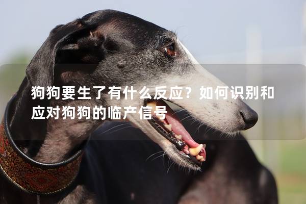 狗狗要生了有什么反應？如何識別和應對狗狗的臨產信號