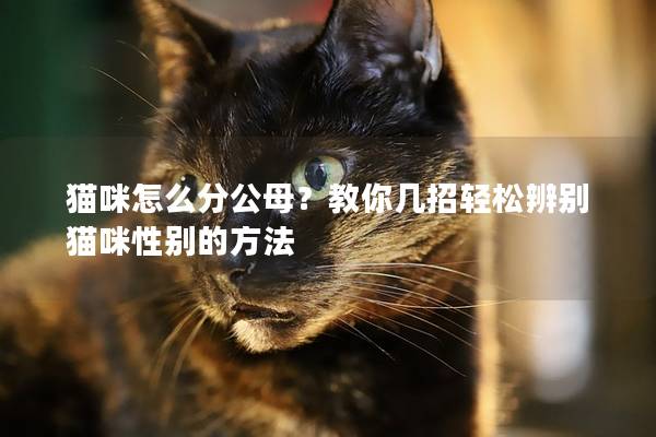 貓咪怎么分公母？教你幾招輕松辨別貓咪性別的方法