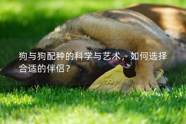 狗與狗配種的科學與藝術，如何選擇合適的伴侶？