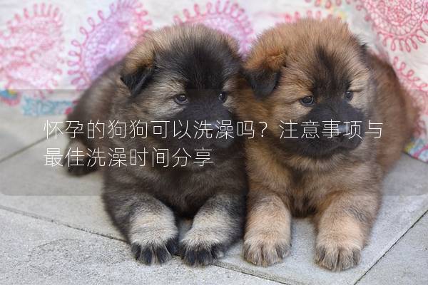 懷孕的狗狗可以洗澡嗎？注意事項與最佳洗澡時間分享