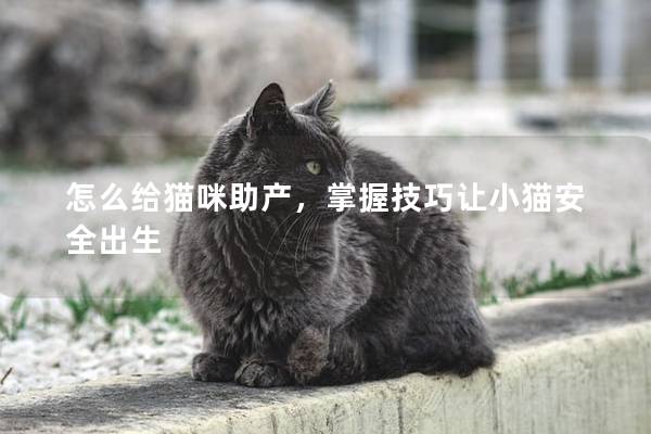怎么給貓咪助產，掌握技巧讓小貓安全出生