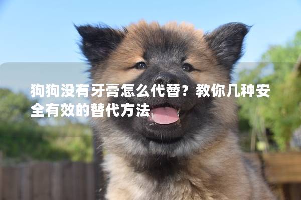 狗狗沒有牙膏怎么代替？教你幾種安全有效的替代方法