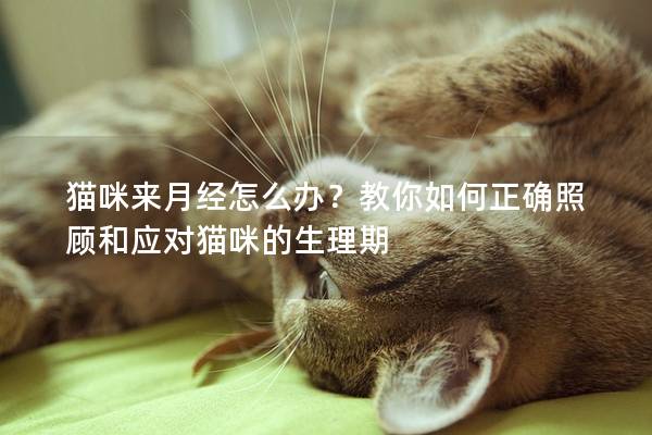 貓咪來月經(jīng)怎么辦？教你如何正確照顧和應(yīng)對貓咪的生理期