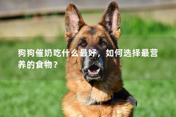 狗狗催奶吃什么最好，如何選擇最營養的食物？