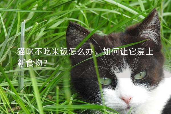 貓咪不吃米飯怎么辦，如何讓它愛上新食物？
