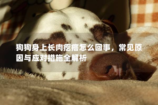 狗狗身上長肉疙瘩怎么回事,常見原因與應對措施全解析 狗狗身上長肉疙瘩怎么回事,常見原因與應對措施全解析