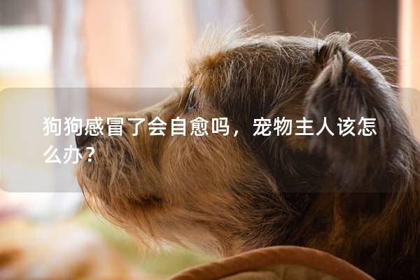 狗狗感冒了會自愈嗎,寵物主人該怎么辦? 狗狗感冒了會自愈嗎,寵物主人該怎么辦?