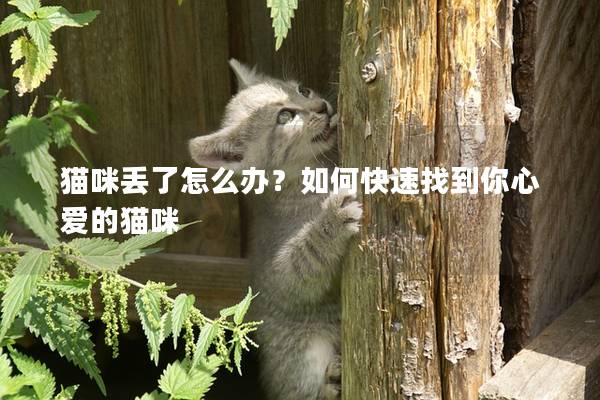 貓咪丟了怎么辦？如何快速找到你心愛的貓咪