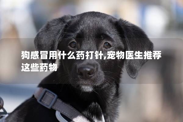 狗感冒用什么藥打針,寵物醫(yī)生推薦這些藥物