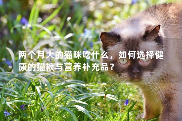 兩個月大的貓咪吃什么，如何選擇健康的貓糧與營養補充品？