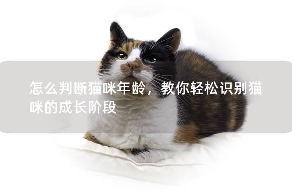 怎么判斷貓咪年齡，教你輕松識別貓咪的成長階段