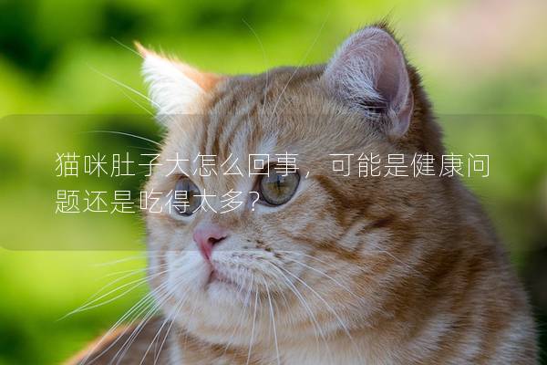 貓咪肚子大怎么回事，可能是健康問題還是吃得太多？