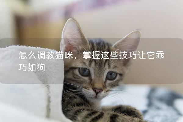 怎么調(diào)教貓咪，掌握這些技巧讓它乖巧如狗
