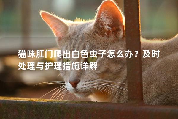 貓咪肛門爬出白色蟲子怎么辦？及時(shí)處理與護(hù)理措施詳解