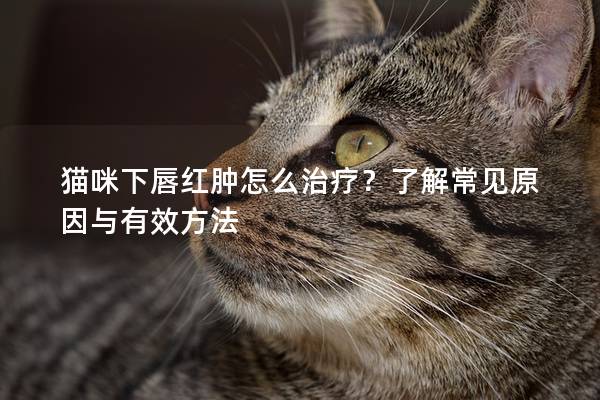 貓咪下唇紅腫怎么治療？了解常見原因與有效方法