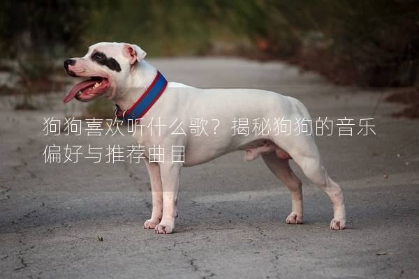 狗狗喜歡聽(tīng)什么歌？揭秘狗狗的音樂(lè)偏好與推薦曲目