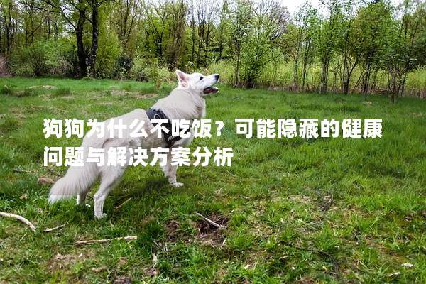 狗狗為什么不吃飯？可能隱藏的健康問題與解決方案分析