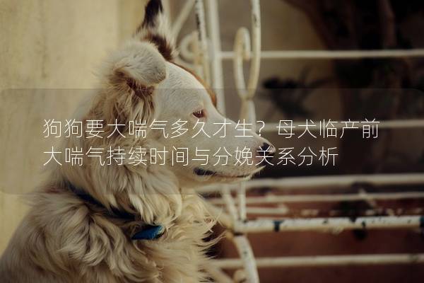 狗狗要大喘氣多久才生？母犬臨產(chǎn)前大喘氣持續(xù)時(shí)間與分娩關(guān)系分析