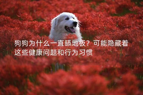 狗狗為什么一直舔地板？可能隱藏著這些健康問題和行為習慣