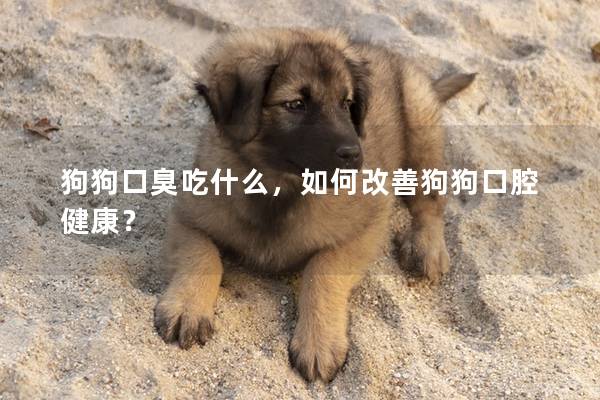 狗狗口臭吃什么，如何改善狗狗口腔健康？