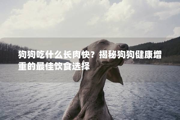 狗狗吃什么長肉快？揭秘狗狗健康增重的最佳飲食選擇
