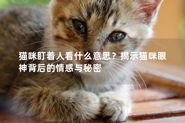 貓咪盯著人看什么意思？揭示貓咪眼神背后的情感與秘密