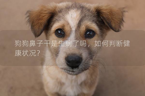 狗狗鼻子干是生病了嗎，如何判斷健康狀況？