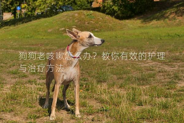 狗狗老咳嗽怎么辦？教你有效的護理與治療方法