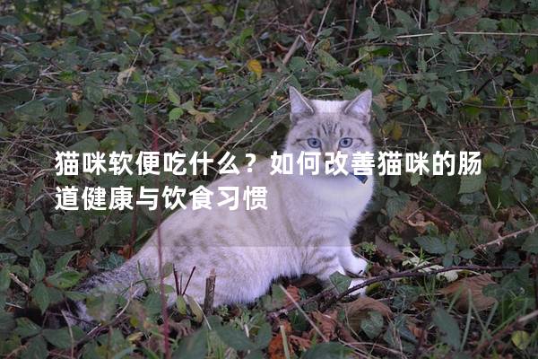 貓咪軟便吃什么？如何改善貓咪的腸道健康與飲食習(xí)慣