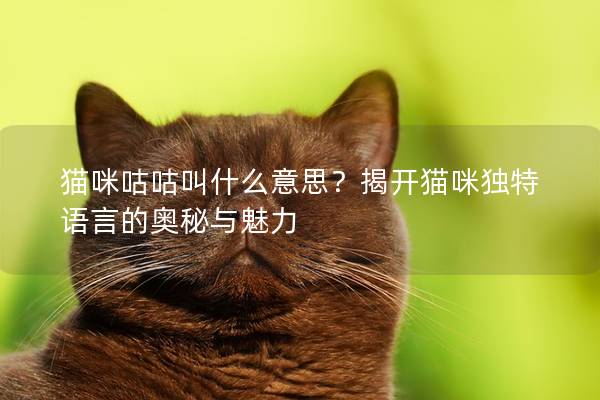 貓咪咕咕叫什么意思？揭開貓咪獨(dú)特語言的奧秘與魅力