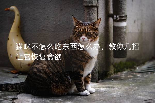 貓咪不怎么吃東西怎么辦，教你幾招讓它恢復食欲