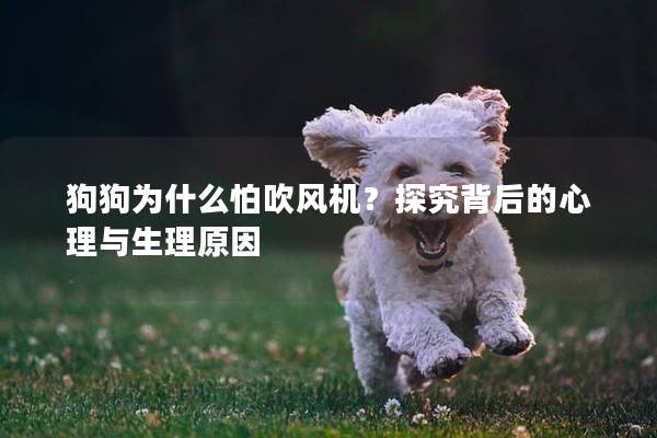 狗狗為什么怕吹風(fēng)機(jī)？探究背后的心理與生理原因