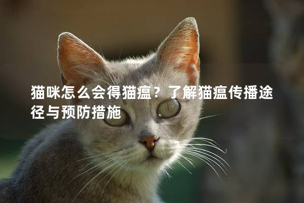 貓咪怎么會得貓瘟？了解貓瘟傳播途徑與預防措施
