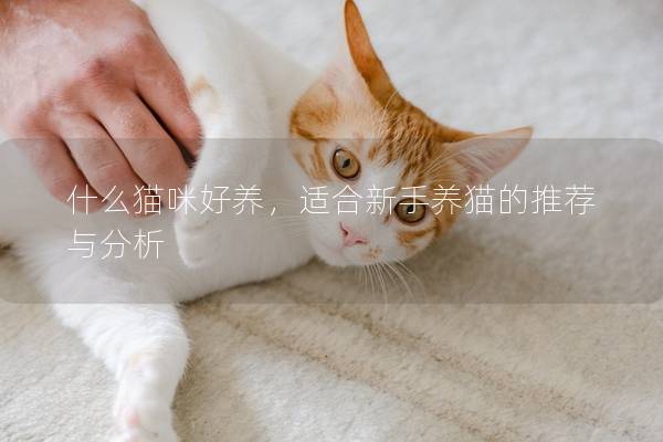 什么貓咪好養，適合新手養貓的推薦與分析
