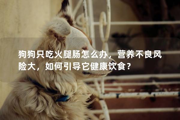 狗狗只吃火腿腸怎么辦，營養不良風險大，如何引導它健康飲食？